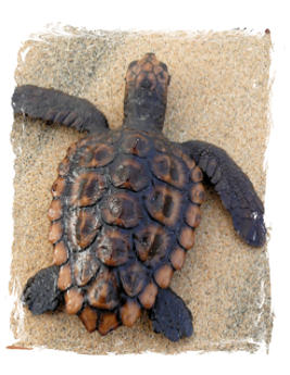 A juvenile of Sea Turtle in Boa Vista island, Cabo Verde - West Africa. © Pedro López