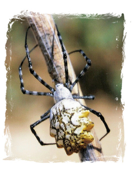 Argiope sector (Forsskål, 1776), Boavista Is., 16 March 1999. © Manfred Koch